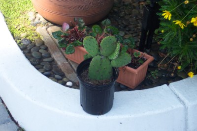 Sam's cactus.